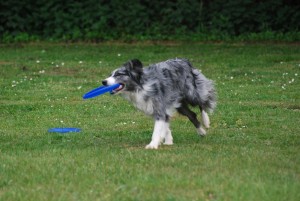 border colli avec disc dog frisbee