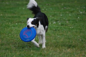 border collie avec dog disc frisbee