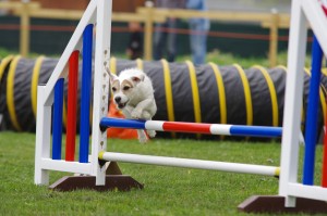 douchka jack russel haie agility