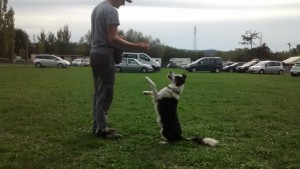 border collie qui fait le beau7