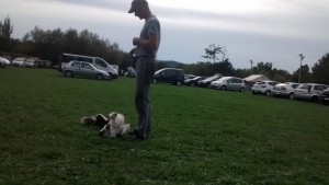 border collie qui se couche sur le dos pan