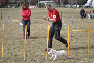 jack russel en slalom agility