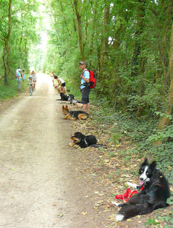 chiens_assis_passage_velo